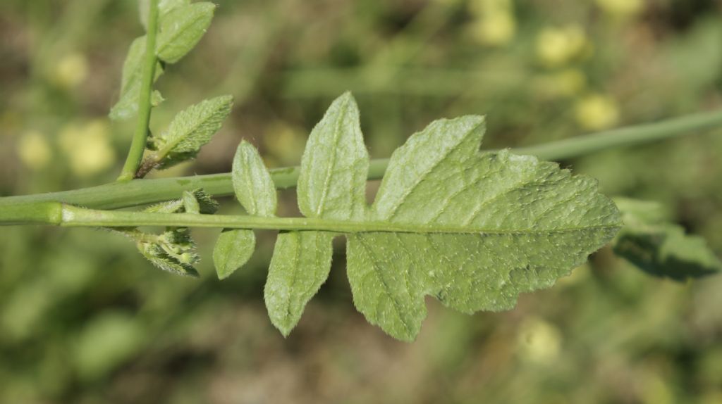 Raphanus raphanistrum subsp.landra